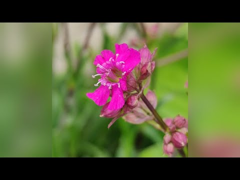 Лихнис Вискария. От посева до цветения.