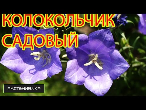 Колокольчик садовый / Ширококолокольчик / Платикодон из семян