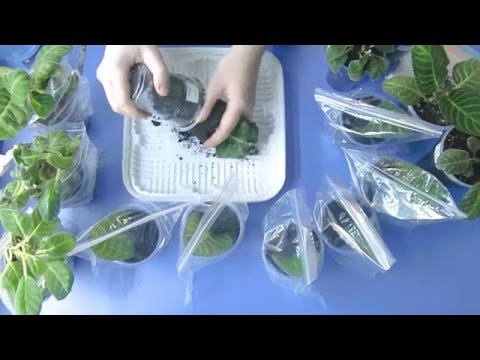 🌼Глоксинии, посадка листьев, результаты моего выращивания ! 🌼🌱How to grow gloxinia part №21