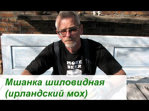 Мшанка шиловидная (ирландский мох)