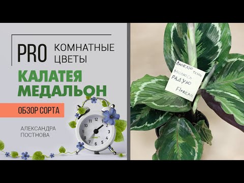 Калатея Медальон | Чем калатеи отличаются друг от друга - смотрите в видео | Найди 10 отличий