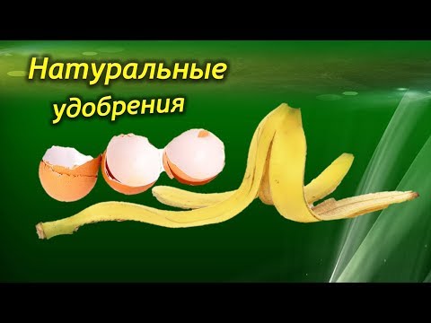 Натуральные ДОМАШНИЕ удобрения для комнатных растений. Результат просто поразительный!