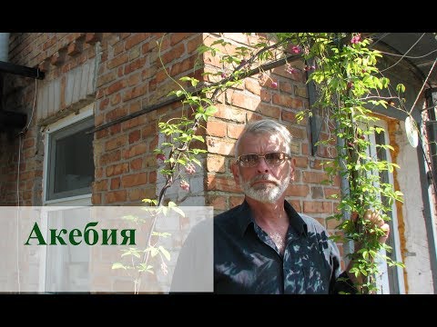 Акебия (шоколадная лиана)