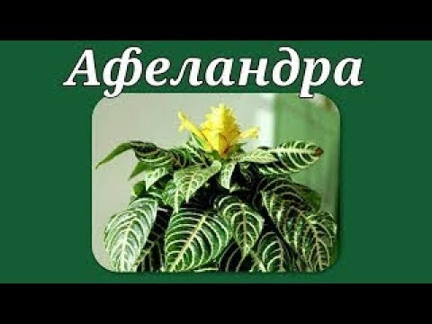 Афеландра. Уход в домашних условиях