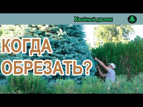 Когда обрезать ель голубую?