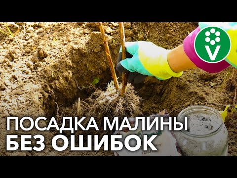 ПОСАДКА МАЛИНЫ ОСЕНЬЮ БЕЗ ОШИБОК. Пошаговое руководство от биолога