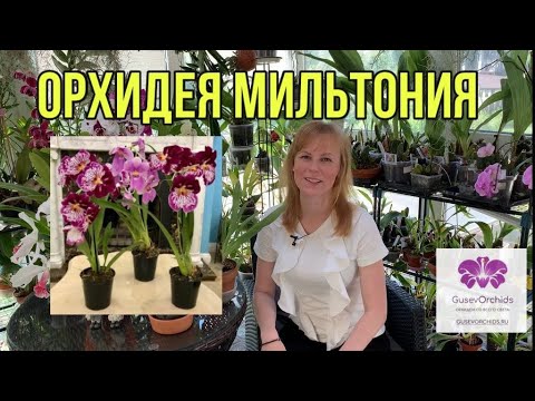 Орхидея МИЛЬТОНИЯ и гибридный МИЛЬТОНИОПСИС