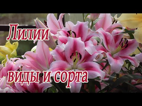 Лилии: виды и сорта