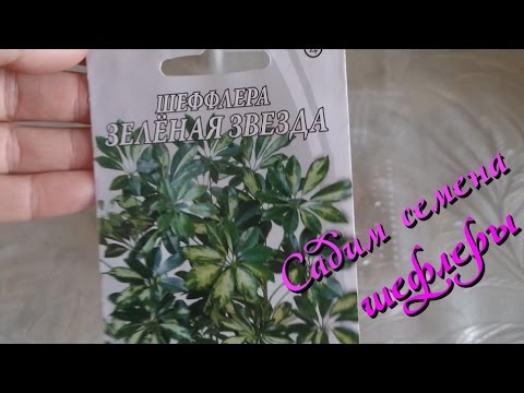 Шеффлера (Schefflera) : выращивание из семян в домашних условиях.Часть 1-я