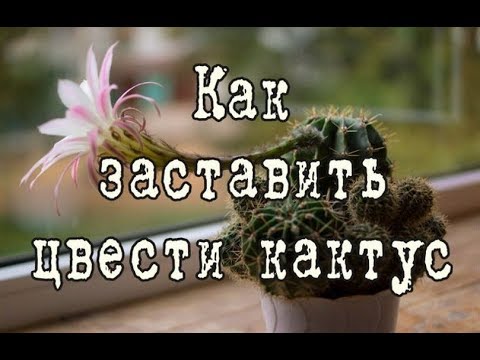 Как заставить цвести КАКТУС | Два метода | Какие кактусы НЕ ЦВЕТУТ в домашних условиях