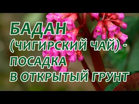 Бадан толстолистный: посадка в открытый грунт. Как посадить бадан весной