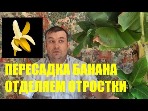 Пересадка комнатного банана. Как отделить отростки (детки) от банана?