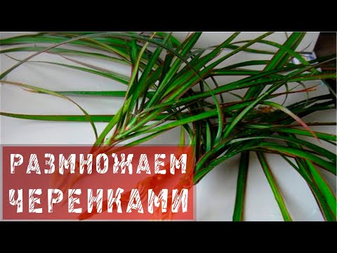 КАК РАЗМНОЖИТЬ РАСТЕНИЯ ВЕРХУШЕЧНЫМИ ЧЕРЕНКАМИ?