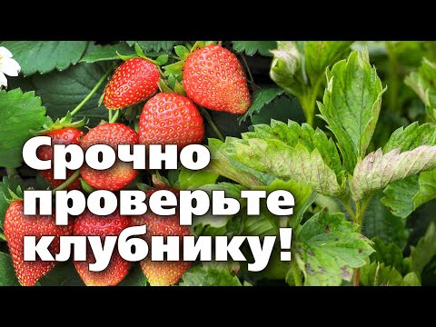 Мучнистая роса на клубнике. Как определить болезнь и как вылечить