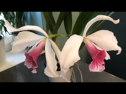 Laelia purpurata carnea / лелия пурпурата