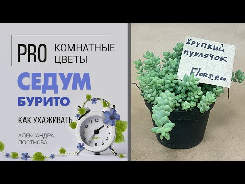 Необычное растение для дома Седум Бурито - удивительный суккулент | Хрупкое чудо природы