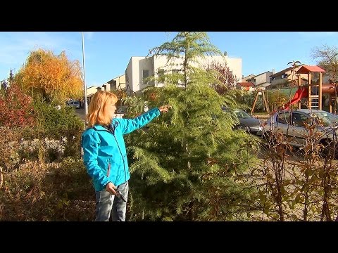 Хвойные. Подготовка к зиме.