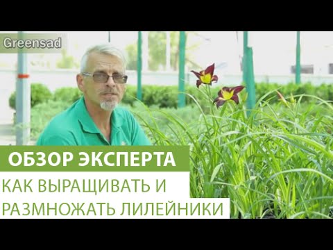 Как выращивать и размножать лилейники