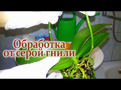 Как спасти орхидею от СЕРОЙ ГНИЛИ/ Часть № 2