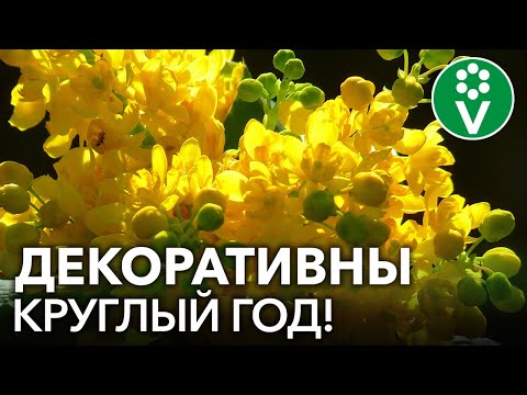 ВЕЧНОЗЕЛЕНЫЕ ЛИСТВЕННЫЕ КУСТАРНИКИ, которые украшают сад круглый год!