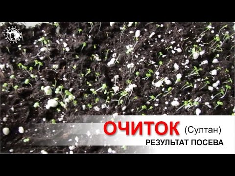 Очиток &quot;Султан&quot; посев семян. Результат посева.