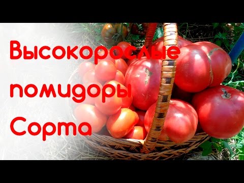 Высокорослые помидоры. Лучшие сорта