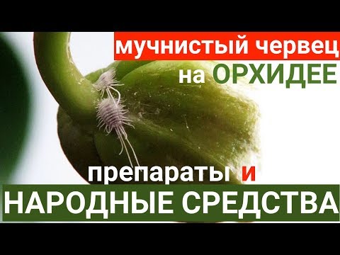 мучнистый червец на орхидее