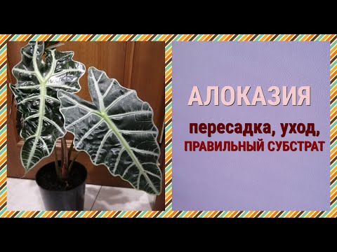 АЛОКАЗИЯ. Как пересадить. Состав грунта. Уход после пересадки. Первая пересадка в домашних условиях