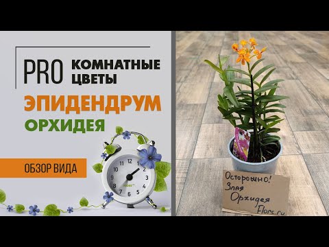 Эпидендрум - орхидея с недовольным лицом