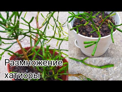 Breeding hatiora/Танцующие кости- Хатиора🎋как размножить