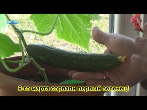 ОГУРЦЫ НА ПОДОКОННИКЕ-ОТ ПОСЕВА ДО УРОЖАЯ В ОДНОМ ВИДЕО!