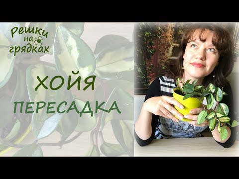 Хойя - восковой плющ Пересадка Уход