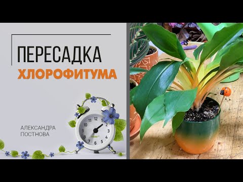 Пересадка хлорофитума | Как пересадить хлорофитум без проблем - быстро и грамотно