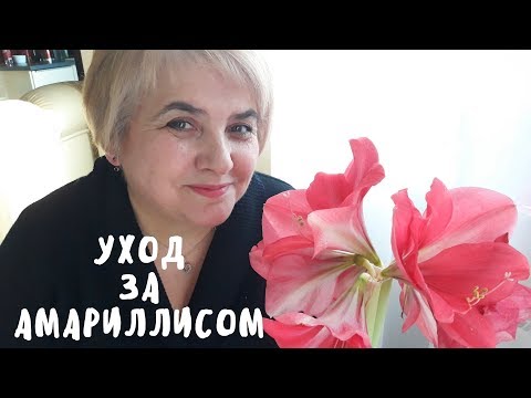 Правильный уход за амариллисом. Мои цветы. Мой опыт.