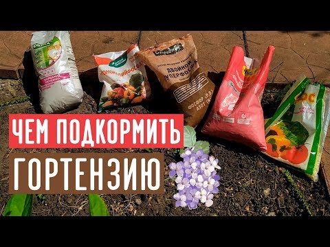 Минеральные удобрения для гортензии / Садовый гид