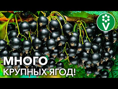 СМОРОДИНА ЗАСЫПЛЕТ ВАС ЯГОДАМИ С НОГ ДО ГОЛОВЫ, если вы сделаете так