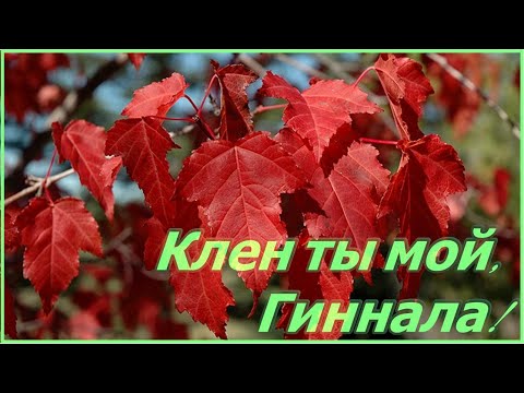 Стоит к советам профессионалов прислушиваться! Клен Гиннала в моем саду.