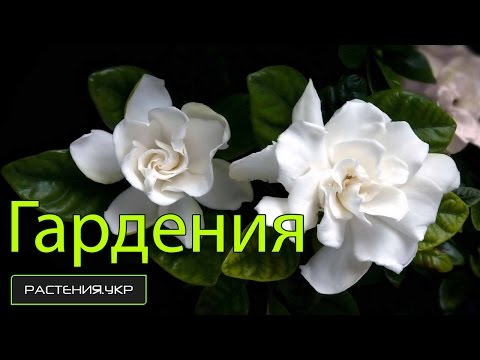 Гардения жасминовидная уход в домашних условиях / Жасминовидная гардения