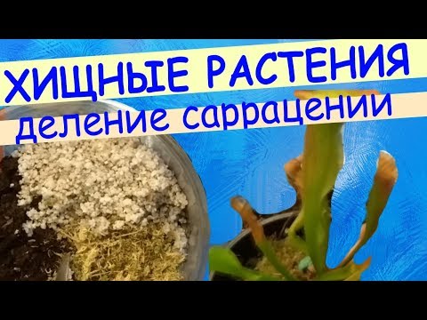 Размножение хищных растений: отсаживаем детку саррацении. Пересадка саррацении в больший горшок