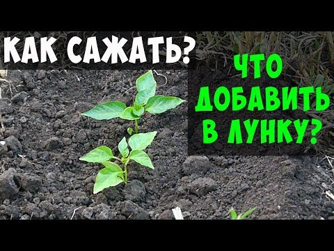 ПОСАДКА ПЕРЦА В ОТКРЫТЫЙ ГРУНТ / ЧТО ДОБАВИТЬ В ЛУНКУ ПРИ ПОСАДКЕ !!!