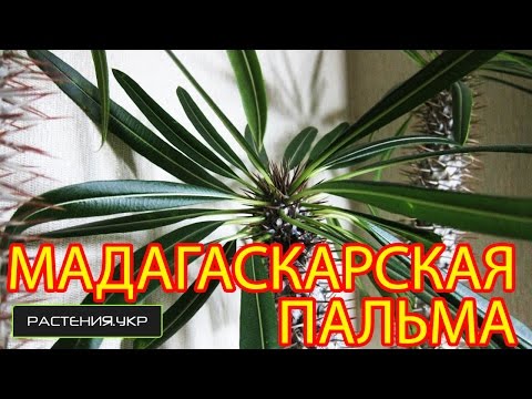 Мадагаскарская пальма / Пахиподиум ламера