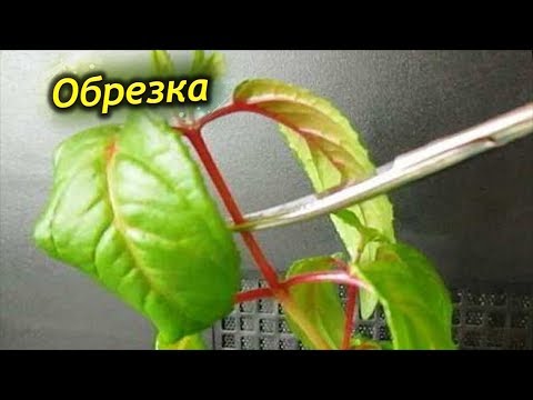 Осенняя обрезка Фуксии. Как и когда нужно стричь фуксию на зиму!