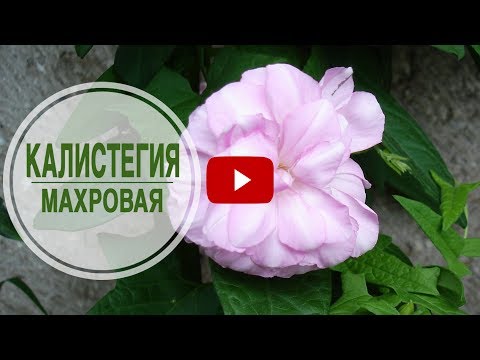 Цветущие лианы для сада 🌺 КАЛИСТЕГИЯ МАХРОВАЯ 🌺 Обзор от HitsadTV