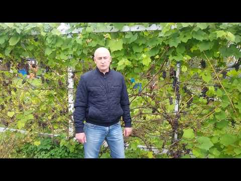 В каком месяце обрезать и укрывать виноград в Подмосковье осенью