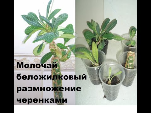 Размножаем молочай беложилковый или эуфорбию черенками.//euphorbia belozhilkovy//