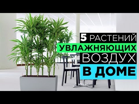 5 РАСТЕНИЙ которые ОЧИЩАЮТ и УВЛАЖНЯЮТ ВОЗДУХ в ВАШЕМ ДОМЕ