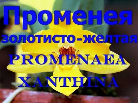 ПЕРЕСАДКА Орхидея Променея золотисто желтая Promenaea xanthina.