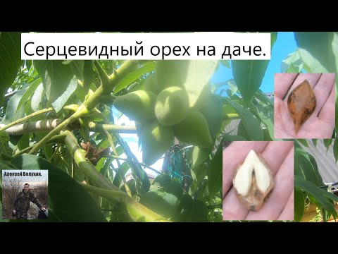 Орех сердцевидный. Самый вкусный среди орехов на даче.