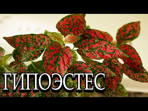 Гипоэстес. Обзор. 🌿 [Надежда и мир]