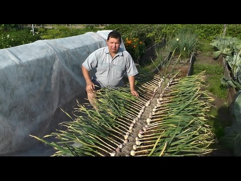 Выращивание озимого чеснока